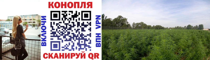 Бошки Шишки семена  Шилка 